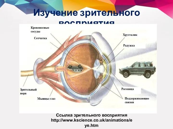 Изучение зрительного восприятия Ссылка зрительного восприятия http://www.kscience.co.uk/animations/eye.htm
