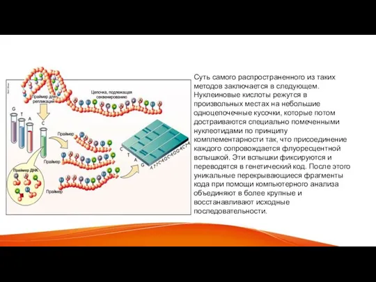 Суть самого распространенного из таких методов заключается в следующем. Нуклеиновые кислоты режутся