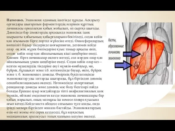 Патогенез. Эхинококк адамның ішегінде тұрады. Асқорыту органдары шығаратын ферменттердің әсерінен құрттың личинкасы