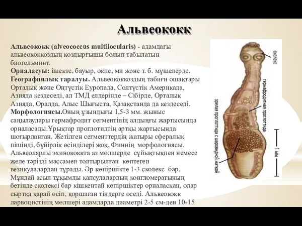 Альвеококк (аlveococcus multilocularis) - адамдағы альвеококкоздың қоздырғышы болып табылатын биогельминт. Орналасуы: ішекте,