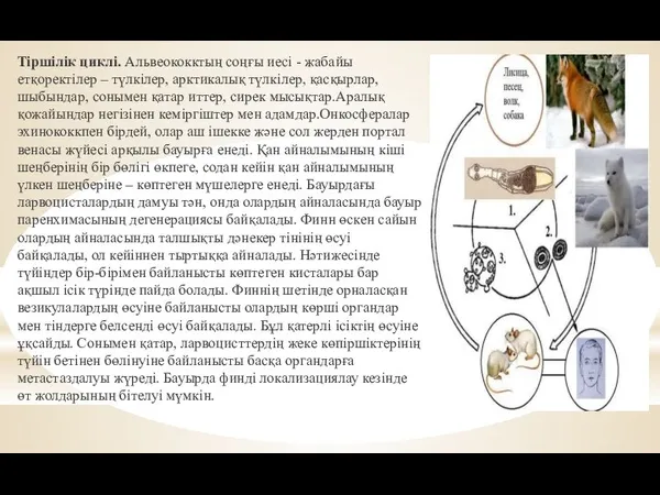 Тіршілік циклі. Альвеококктың соңғы иесі - жабайы етқоректілер – түлкілер, арктикалық түлкілер,