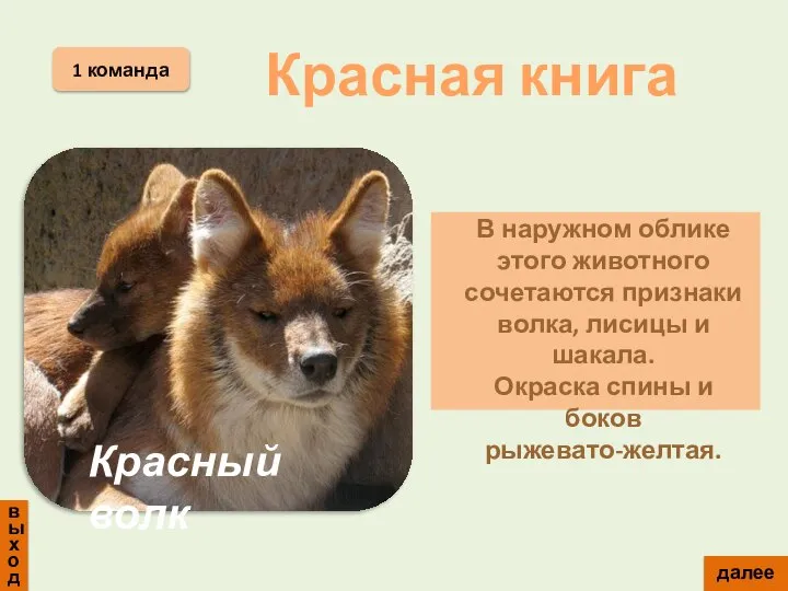 выход 1 команда В наружном облике этого животного сочетаются признаки волка, лисицы