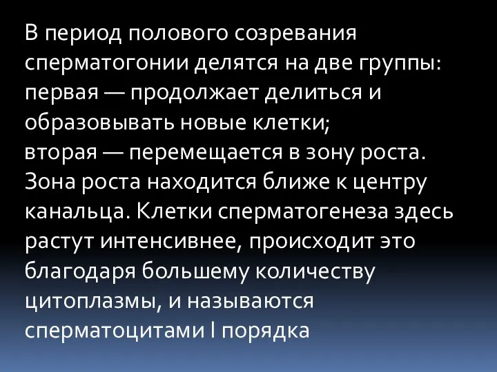 В период полового созревания сперматогонии делятся на две группы: первая — продолжает