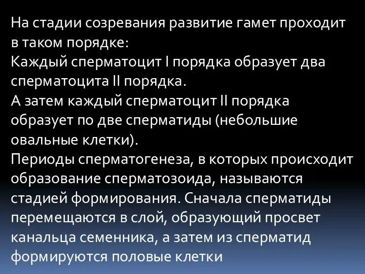 На стадии созревания развитие гамет проходит в таком порядке: Каждый сперматоцит I