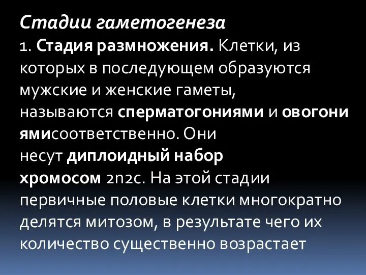 Стадии гаметогенеза 1. Стадия размножения. Клетки, из которых в последующем образуются мужские