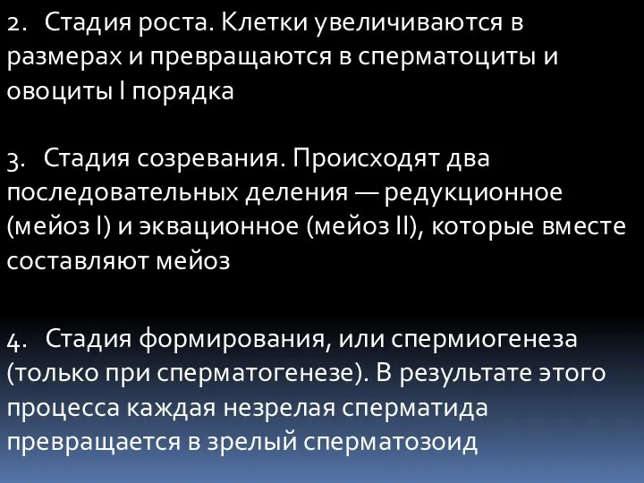 2. Стадия роста. Kлетки увеличиваются в размерах и превращаются в сперматоциты и