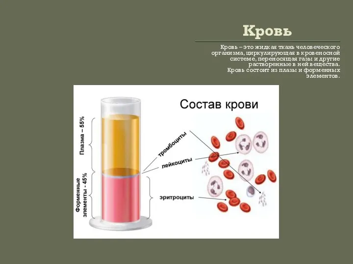 Кровь Кровь – это жидкая ткань человеческого организма, циркулирующая в кровеносной системе,