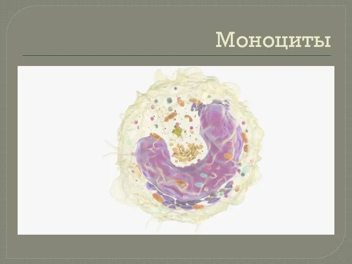 Моноциты