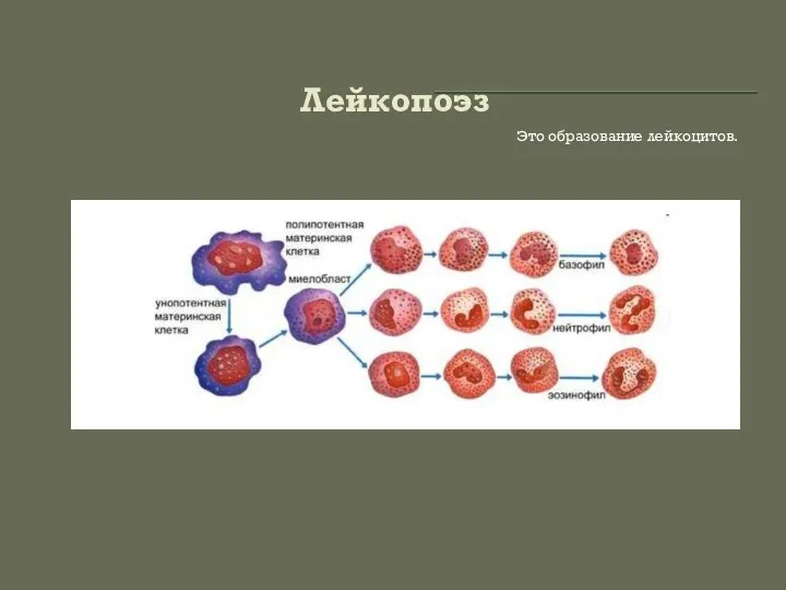 Лейкопоэз Это образование лейкоцитов.