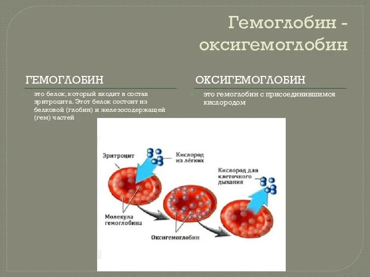 Гемоглобин - оксигемоглобин ГЕМОГЛОБИН ОКСИГЕМОГЛОБИН это белок, который входит в состав эритроцита.