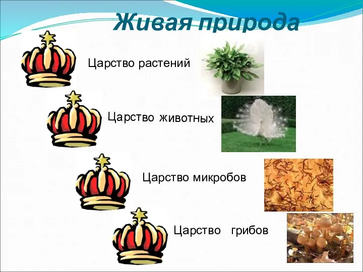 Живая природа Царство растений Царство микробов Царство животных Царство грибов