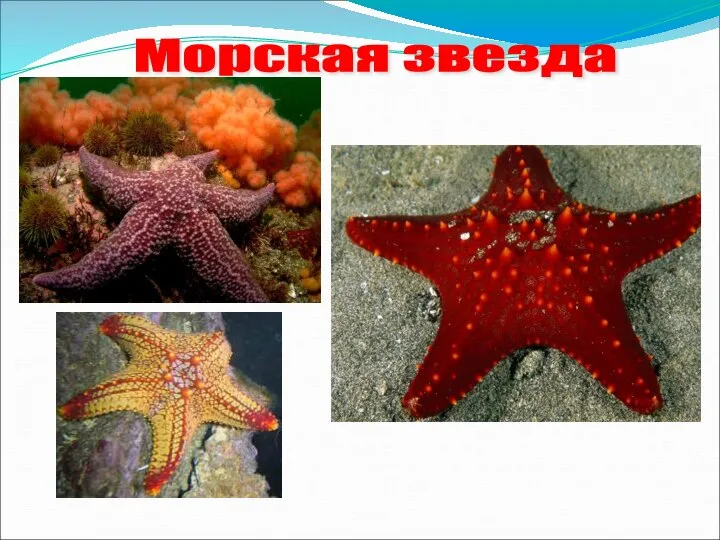 Морская звезда