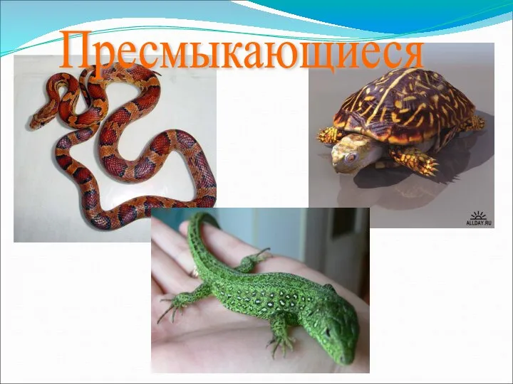 Пресмыкающиеся