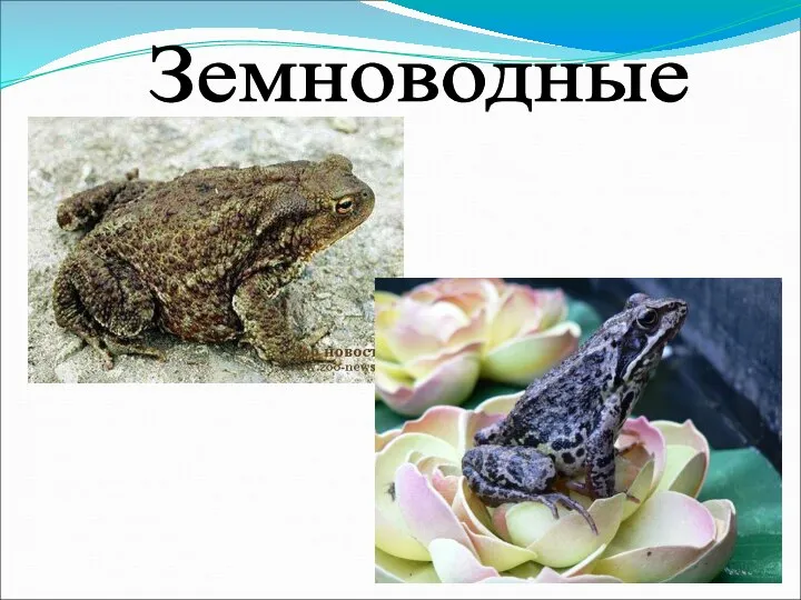 Земноводные