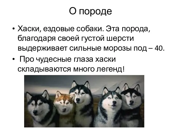 О породе Хаски, ездовые собаки. Эта порода, благодаря своей густой шерсти выдерживает