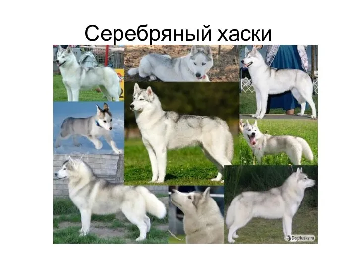 Серебряный хаски