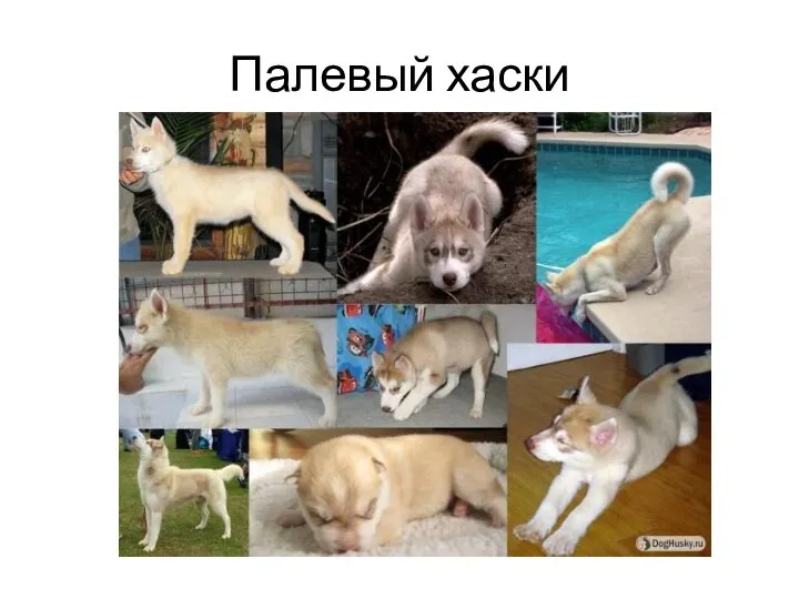 Палевый хаски