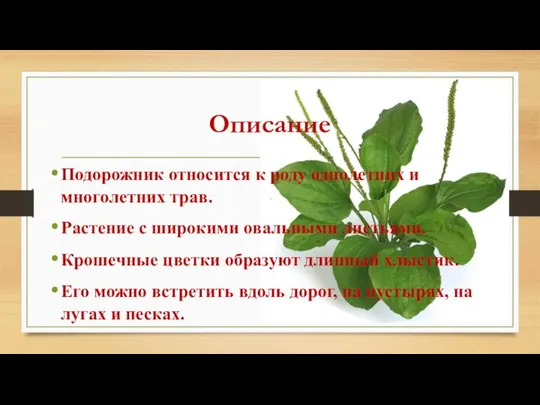 Описание Подорожник относится к роду однолетних и многолетних трав. Растение с широкими