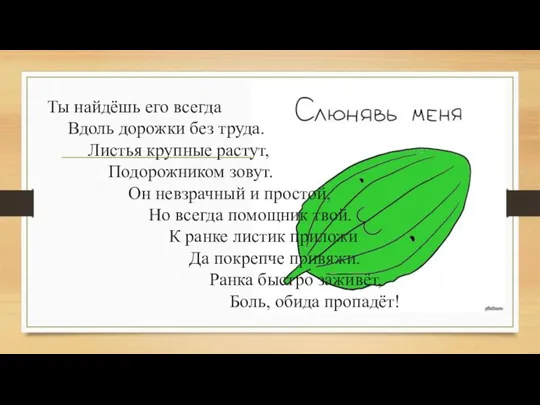 Ты найдёшь его всегда Вдоль дорожки без труда. Листья крупные растут, Подорожником