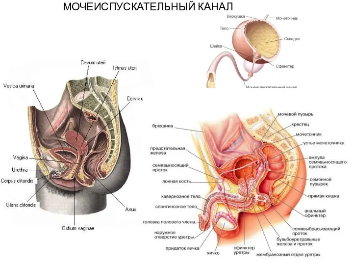 МОЧЕИСПУСКАТЕЛЬНЫЙ КАНАЛ