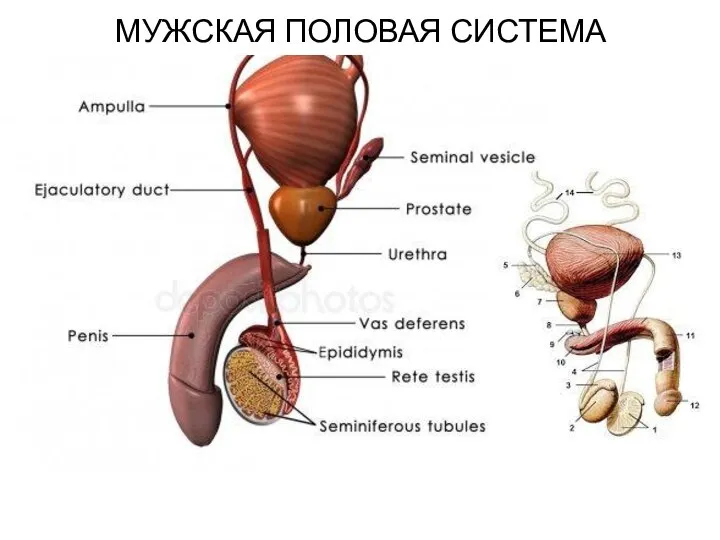 МУЖСКАЯ ПОЛОВАЯ СИСТЕМА