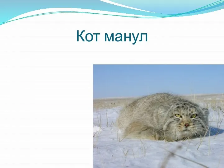 Кот манул