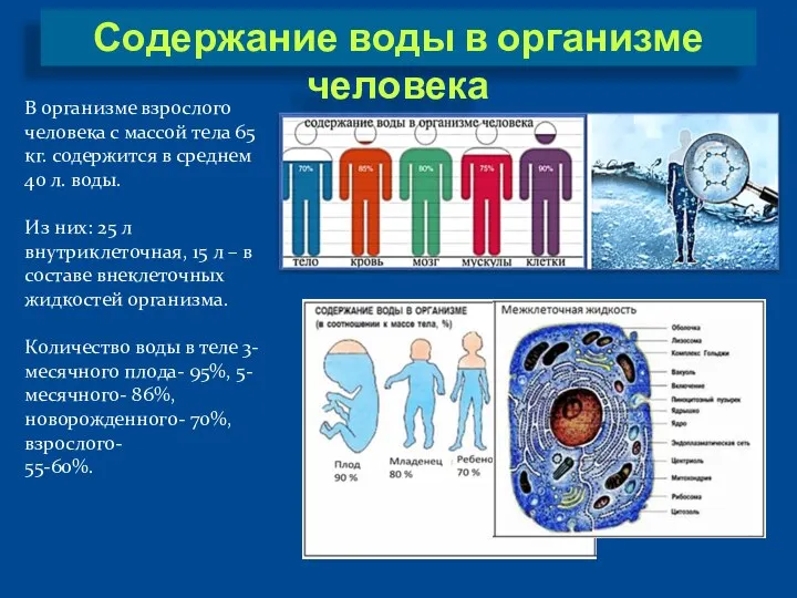 Содержание воды в организме человека В организме взрослого человека с массой тела