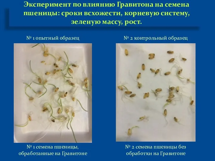 Эксперимент по влиянию Гравитона на семена пшеницы: сроки всхожести, корневую систему, зеленую