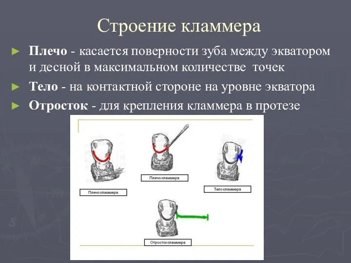 Строение кламмера Плечо - касается поверности зуба между экватором и десной в