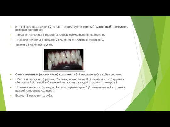 К 1-1,5 месяцам (реже к 2) в пасти формируется полный "молочный" комплект,