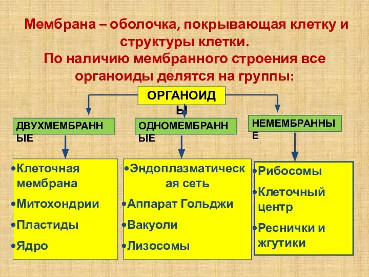 Мембрана – оболочка, покрывающая клетку и структуры клетки. По наличию мембранного строения