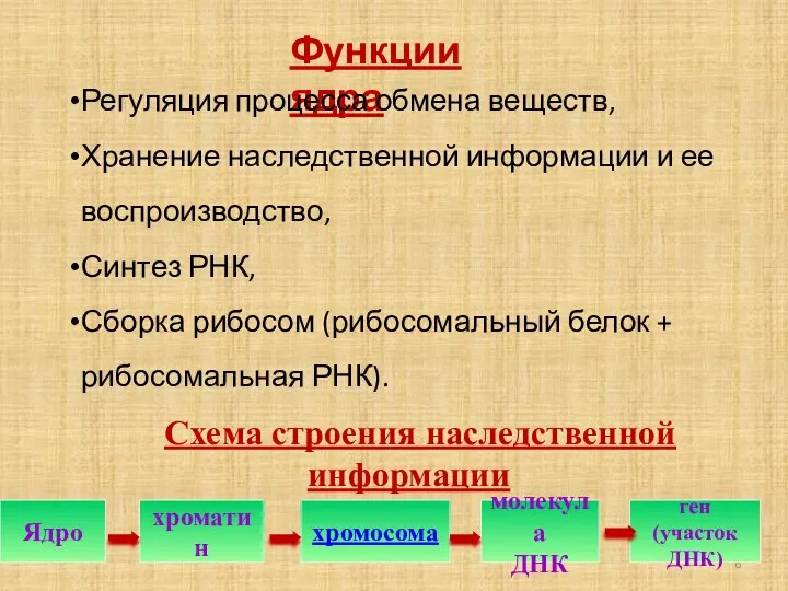 Схема строения наследственной информации Ядро хроматин хромосома молекула ДНК ген (участок ДНК)