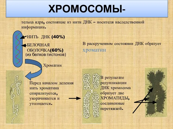 ХРОМОСОМЫ- тельца ядра, состоящие из нити ДНК – носителя наследственной информации. НИТЬ