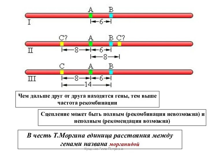 Чем дальше друг от друга находятся гены, тем выше частота рекомбинации В