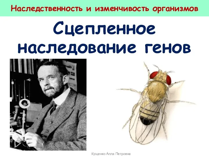 Наследственность и изменчивость организмов Сцепленное наследование генов Кущенко Алла Петровна