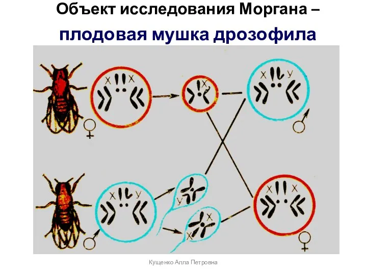 Объект исследования Моргана – плодовая мушка дрозофила Кущенко Алла Петровна