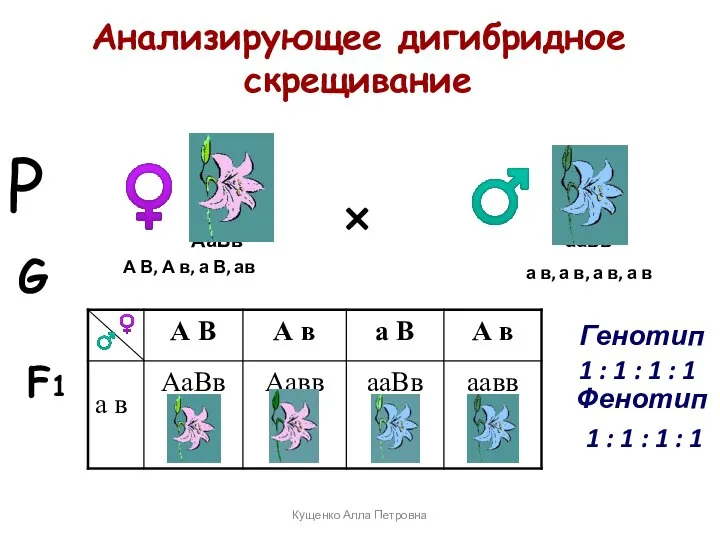 Анализирующее дигибридное скрещивание × ♀ ♂ А В, А в, а В,