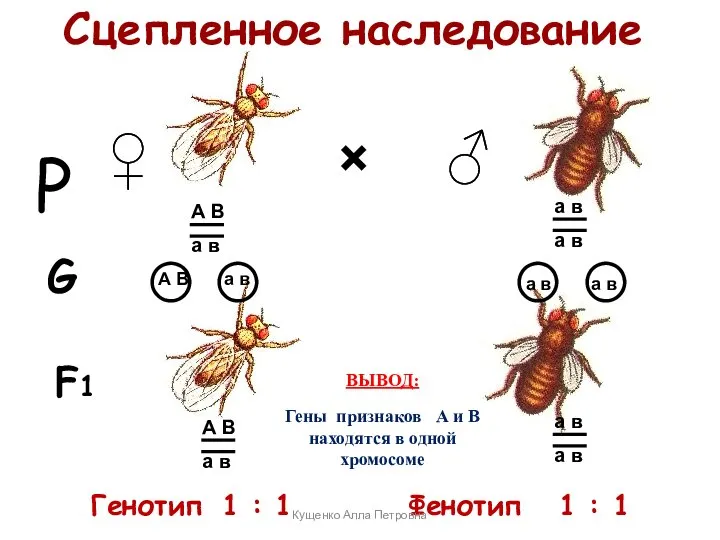 Сцепленное наследование × ♀ ♂ А В а в А В а