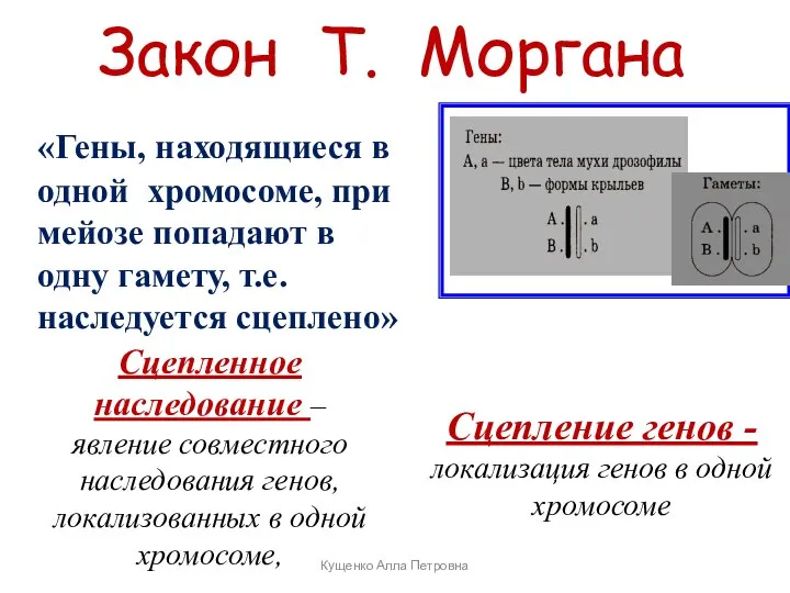 «Гены, находящиеся в одной хромосоме, при мейозе попадают в одну гамету, т.е.