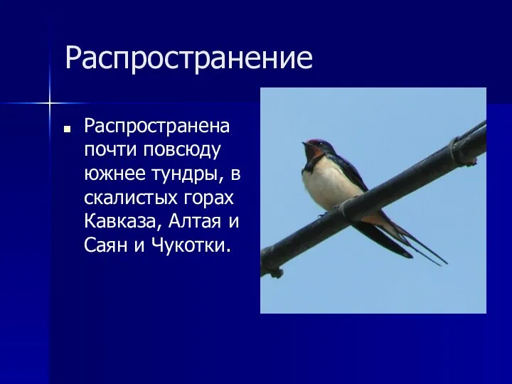 Распространение Распространена почти повсюду южнее тундры, в скалистых горах Кавказа, Алтая и Саян и Чукотки.