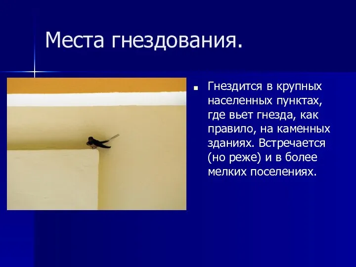 Места гнездования. Гнездится в крупных населенных пунктах, где вьет гнезда, как правило,