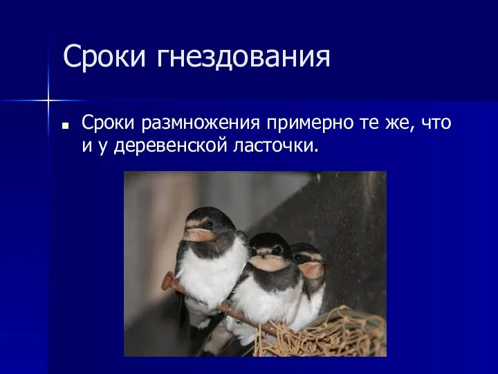 Сроки гнездования Сроки размножения примерно те же, что и у деревенской ласточки.