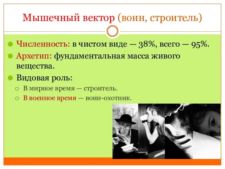 Мышечный вектор (воин, строитель) Численность: в чистом виде — 38%, всего —