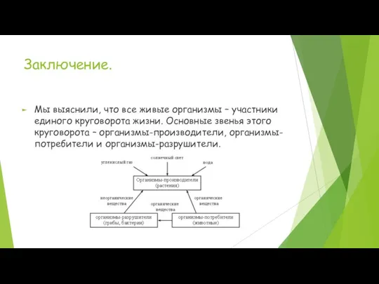 Заключение. Мы выяснили, что все живые организмы – участники единого круговорота жизни.