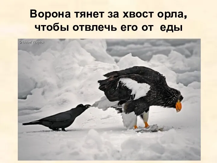 Ворона тянет за хвост орла, чтобы отвлечь его от еды