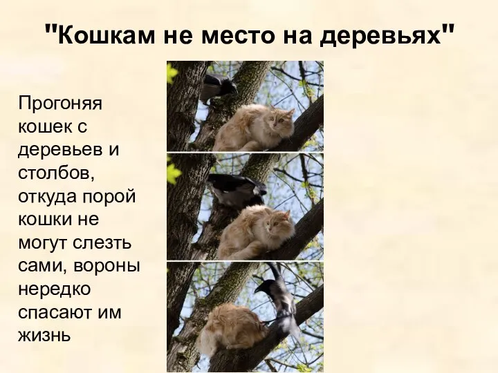 "Кошкам не место на деревьях" Прогоняя кошек с деревьев и столбов, откуда