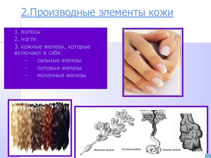 2.Производные элементы кожи 1. волосы 2. ногти 3. кожные железы, которые включают