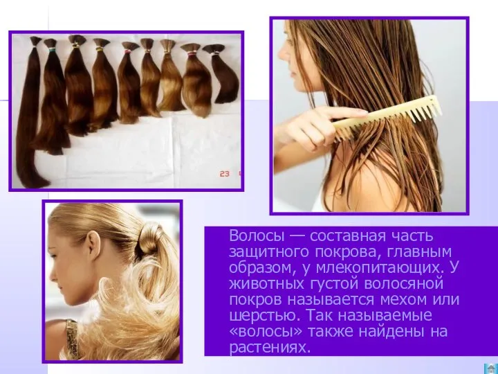 Волосы — составная часть защитного покрова, главным образом, у млекопитающих. У животных