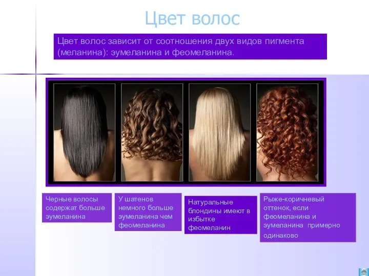 Цвет волос Цвет волос зависит от соотношения двух видов пигмента (меланина): эумеланина