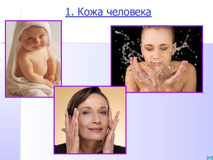 1. Кожа человека